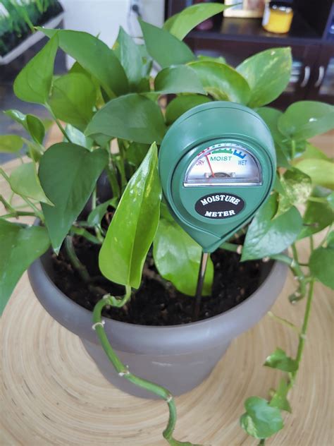 xlux soil moisture meter review